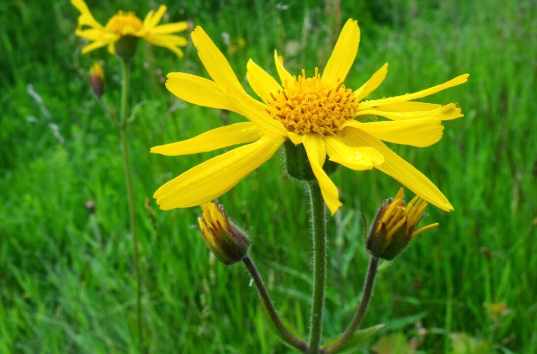 arnica for the treatment of breast osteonecrosis