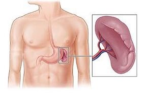 Spleen pathology is the cause of pain under the left shoulder blade