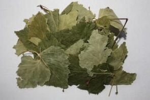 birch leaves to treat joint disease